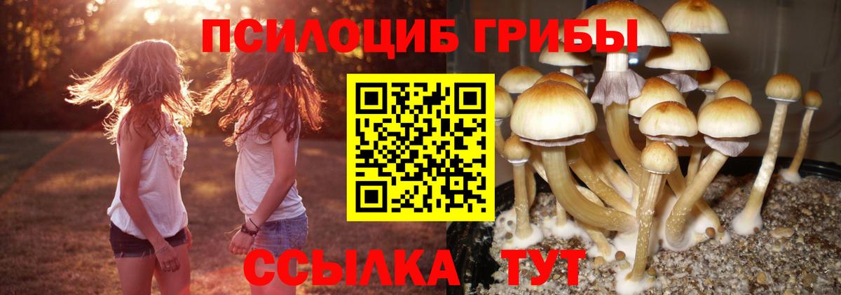 Псилоцибиновые грибы Psilocybe Полевской